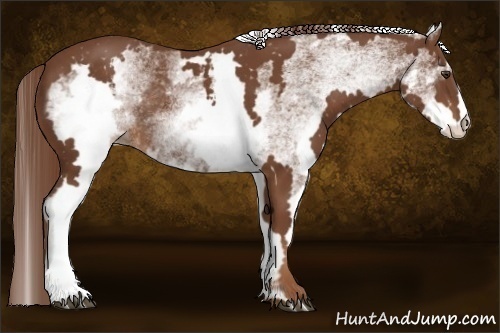Horse Color:White Spotted Chestnut Frame