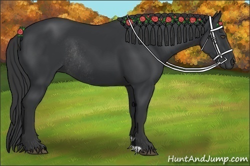 Horse Color:Black Rabicano