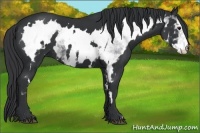 Horse Color:White Spotted Black Frame 