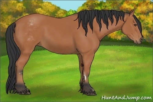 Horse Color:White Spotted Bay Frame 