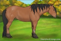 Horse Color:White Spotted Bay Frame 