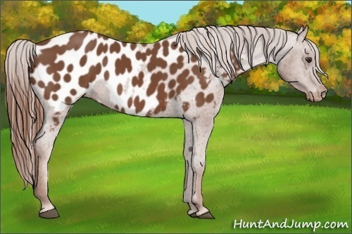 Horse Color:Chestnut Appaloosa 