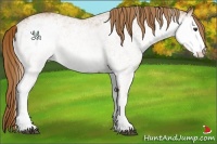 Horse Color:White Spotted Chestnut 