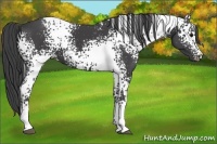 Horse Color:White Spotted Smoky Black