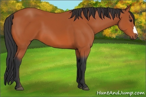 Horse Color:Unknown 