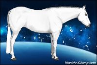 Horse Color:Gray Chestnut 