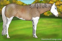 Horse Color:Chocolate Palomino Splash 