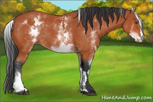 Horse Color:White Spotted Bay Frame Rabicano 