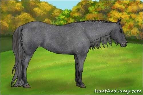 Horse Color:Black Appaloosa 