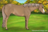 Horse Color:Palomino 
