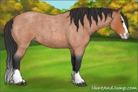 Horse Color:Bay Roan Splash 