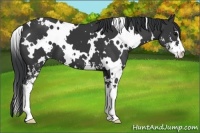 Horse Color:White Spotted Black Sabino