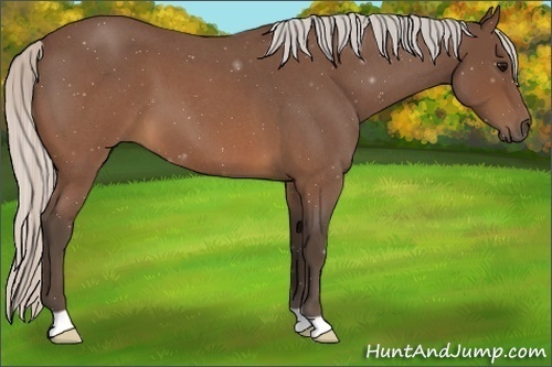 Horse Color:Silver Brown Roan 
