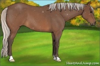 Horse Color:Silver Brown Roan