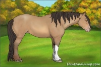 Horse Color:Amber Champagne