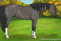 Horse Color:Grullo 