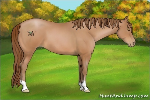 Horse Color:Bay Pearl 