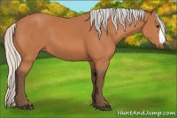 Horse Color:Silver Bay 