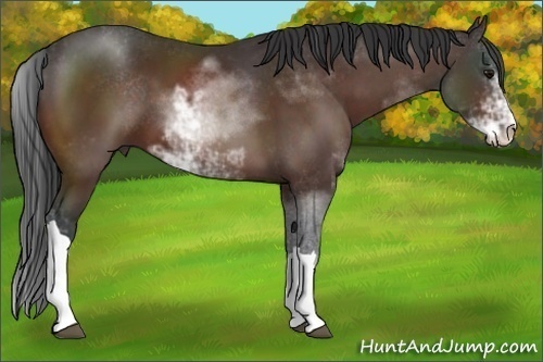 Horse Color:Bay Sabino 