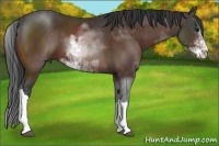 Horse Color:Bay Sabino 