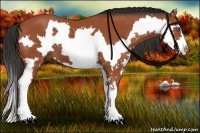 Horse Color:Bay Splash Frame