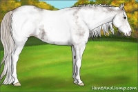 Horse Color:White Spotted Silver Black 