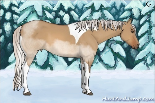 Horse Color:Silver Bay Dun Sabino Tobiano
