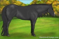 Horse Color:Black Frame 