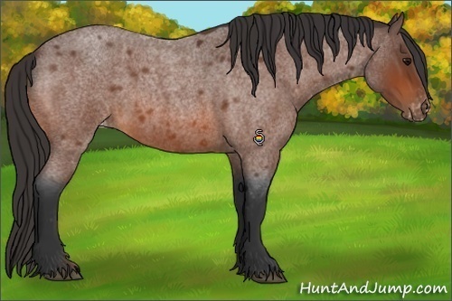 Horse Color:Bay Roan Varnish 