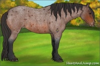 Horse Color:Bay Roan Varnish