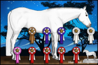 Horse Color:Gray Black Sabino 