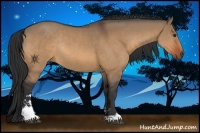 Horse Color:Bay Dun Sabino Rabicano 
