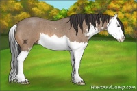Horse Color:Buckskin Roan Sabino Splash 