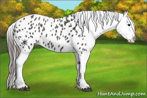 Horse Color:Black Sabino Appaloosa