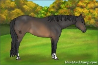 Horse Color:Buckskin Sabino