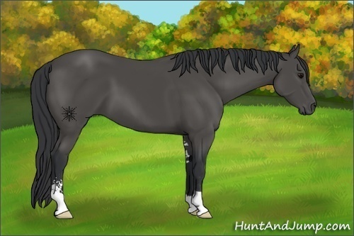 Horse Color:Black Sabino 