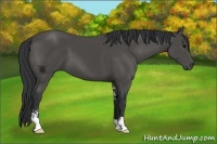 Horse Color:Black Sabino 