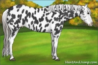 Horse Color:Black Appaloosa 