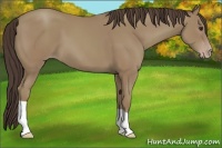 Horse Color:Classic Champagne 