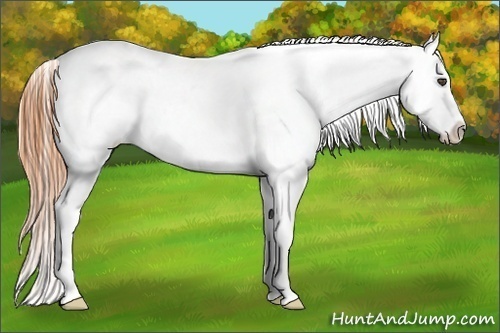 Horse Color:Buckskin Roan Dun Appaloosa
