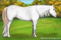 Horse Color:Buckskin Roan Dun Appaloosa