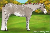 Horse Color:Silver Grullo Ice Sabino Splash 