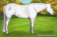Horse Color:Bay Appaloosa Rabicano 