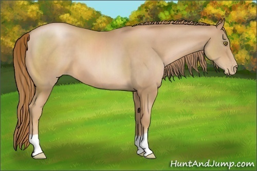 Horse Color:Chestnut Pearl 