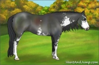 Horse Color:Black Sabino