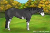 Horse Color:Black Sabino 