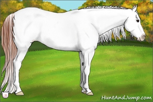 Horse Color:Bay Splash Tobiano Appaloosa Rabicano