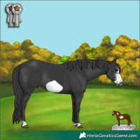 Horse Color:Black Sabino Frame Rabicano 