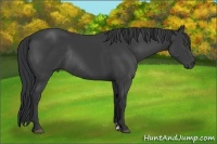 Horse Color:Black Sabino Frame Rabicano