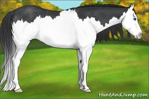 Horse Color:Black Splash Rabicano